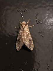 Lophocampa