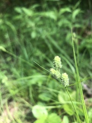 Carex