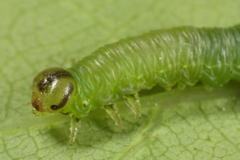 Pristiphora armata
