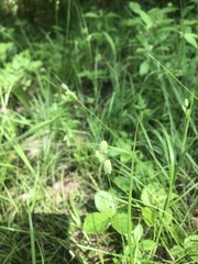 Carex