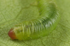 Pristiphora armata