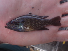 Lepomis gulosus