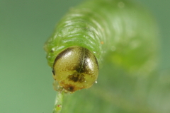 Pristiphora armata