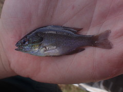 Lepomis aquilensis