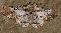Iridopsis validaria