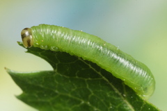 Pristiphora armata