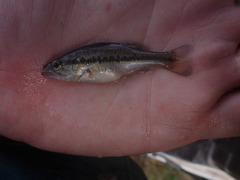 Micropterus salmoides