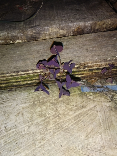 Oxalis triangularis
