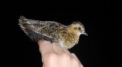 Coturnicops noveboracensis