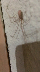 Pholcus phalangioides