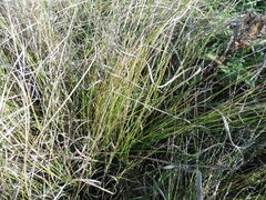 Carex praecox