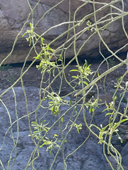 Ditaxis brandegeei