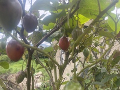 Solanum betaceum