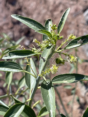 Ditaxis brandegeei