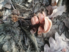 Gymnopus brassicolens