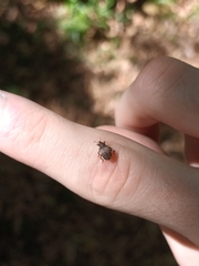 Hyperinae