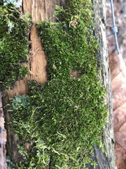 Bryum argenteum