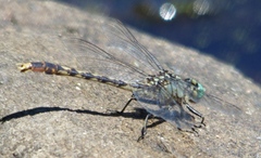 Arigomphus villosipes
