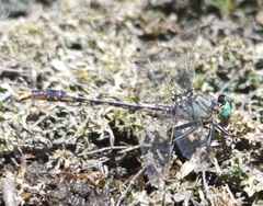 Arigomphus villosipes