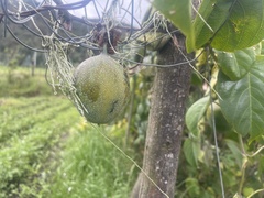 Passiflora ligularis