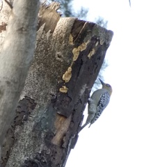 Melanerpes chrysogenys
