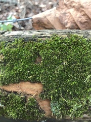 Bryum argenteum
