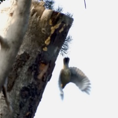 Melanerpes chrysogenys