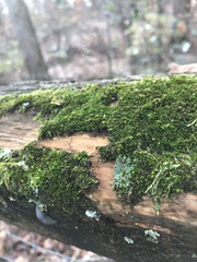 Bryum argenteum