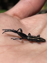 Brentidae