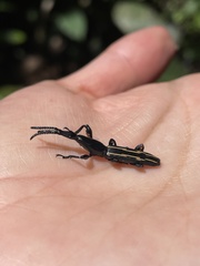 Brentidae