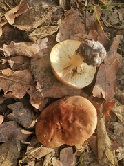 Leucopaxillus gentianeus