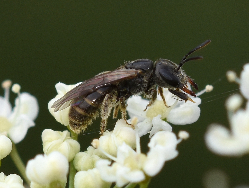 Lasioglossum politum