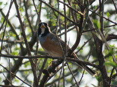 Saltatricula multicolor