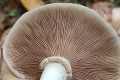 Cyclocybe aegerita