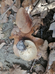 Leucopaxillus gentianeus