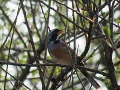 Saltatricula multicolor