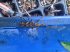 Lasiorhynchus barbicornis