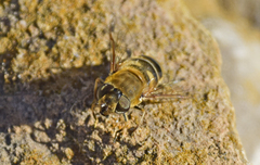 Eristalis similis