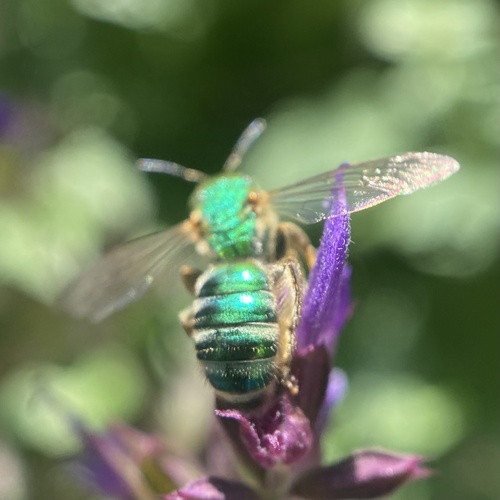 Silky Striped Sweat Bee photo 4