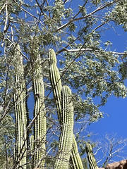 Stenocereus thurberi