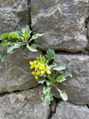 Brassica balearica