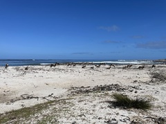 Damaliscus pygargus pygargus