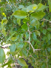 Celtis tala