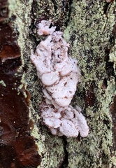 Dendroctonus