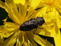 Anthaxia quadripunctata