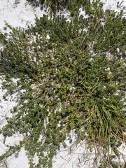 Psoralea bracteolata