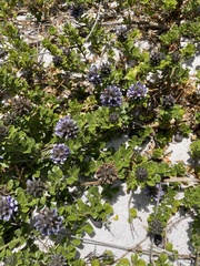 Psoralea bracteolata