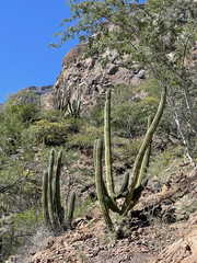 Stenocereus thurberi