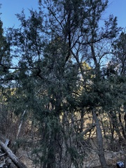 Juniperus deppeana
