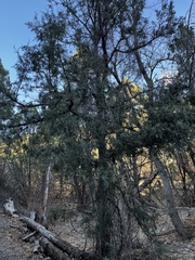 Juniperus deppeana